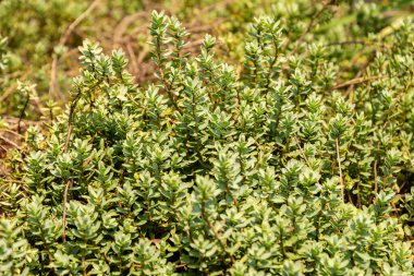 Zürih, İsviçre, 6 Ağustos 2025 Veronica Pinguifolia veya disk botanik bahçesinde hebe bitkisinden ayrıldı.