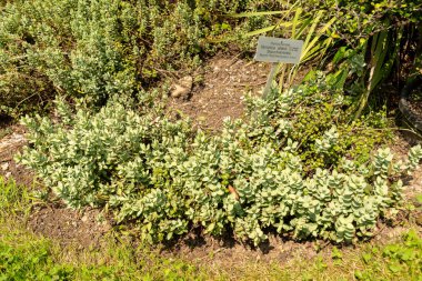 Zürih, İsviçre, 6 Ağustos 2025 Veronica Allanii bitkisi botanik bahçesinde