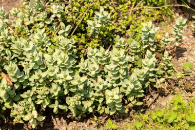 Zürih, İsviçre, 6 Ağustos 2025 Veronica Allanii bitkisi botanik bahçesinde