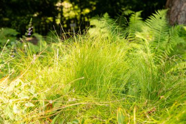 Zürih, İsviçre, 6 Ağustos 2025 Carex Alba veya botanik bahçesindeki küçük beyaz saz bitkisi