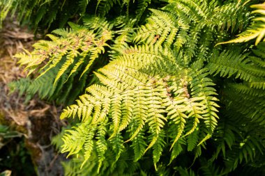 Zürih, İsviçre, 6 Ağustos 2025 Dryopteris Stewartii bitkisi botanik bahçesinde