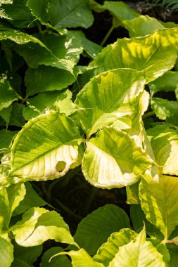 Zürih, İsviçre, 6 Ağustos 2025 Arisaema Ringens var Praecox veya botanik bahçesindeki Japon kobra zambağı bitkisi