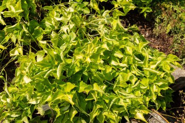 Zürih, İsviçre, 6 Ağustos 2025 Pinellia Tripartita veya botanik bahçesindeki yeşil ejderha bitkisi