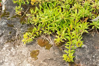 Zürih, İsviçre, 6 Ağustos 2025 Sedum Selskianum bitkisi botanik bahçesinde.