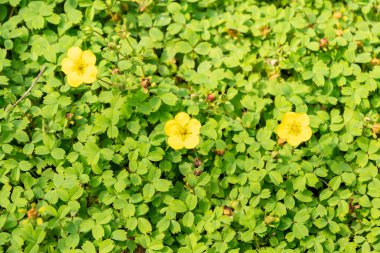 Zürih, İsviçre, 6 Ağustos 2025 Botanik Bahçesindeki Potentilla Eriocarpa fabrikası