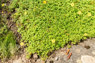 Zürih, İsviçre, 6 Ağustos 2025 Botanik Bahçesindeki Potentilla Eriocarpa fabrikası