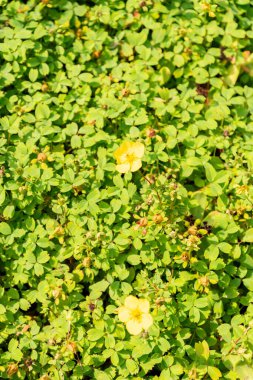 Zürih, İsviçre, 6 Ağustos 2025 Botanik Bahçesindeki Potentilla Eriocarpa fabrikası