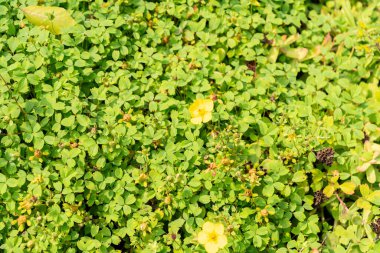 Zürih, İsviçre, 6 Ağustos 2025 Botanik Bahçesindeki Potentilla Eriocarpa fabrikası