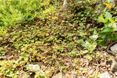 Zürih, İsviçre, 6 Ağustos 2025 Rubus Rolfei veya botanik bahçesindeki sürünen ahududu bitkisi