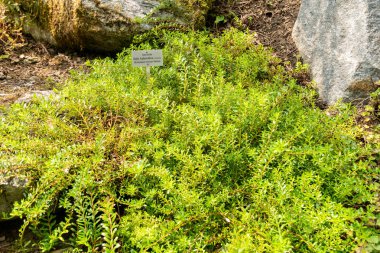 Zürih, İsviçre, 6 Ağustos 2025 Salix Hylematica bitkisi botanik bahçesinde.