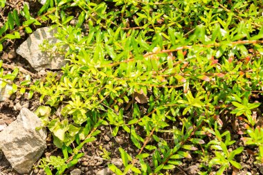 Zürih, İsviçre, 6 Ağustos 2025 Salix Hylematica bitkisi botanik bahçesinde.