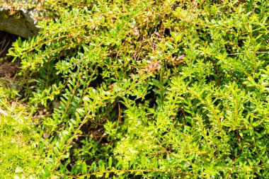 Zürih, İsviçre, 6 Ağustos 2025 Salix Hylematica bitkisi botanik bahçesinde.