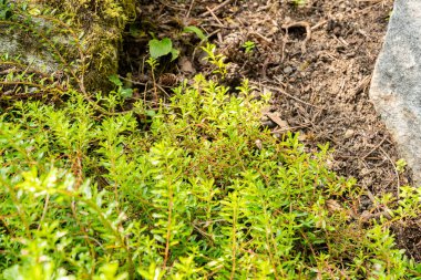 Zürih, İsviçre, 6 Ağustos 2025 Salix Hylematica bitkisi botanik bahçesinde.