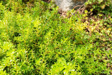 Zürih, İsviçre, 6 Ağustos 2025 Salix Hylematica bitkisi botanik bahçesinde.