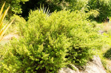 Zürih, İsviçre, 6 Ağustos 2025 Podocarpus Lawrencei veya botanik bahçesindeki dağ eriği çamı bitkisi