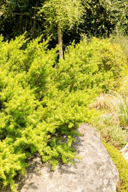 Zürih, İsviçre, 6 Ağustos 2025 Podocarpus Lawrencei veya botanik bahçesindeki dağ eriği çamı bitkisi