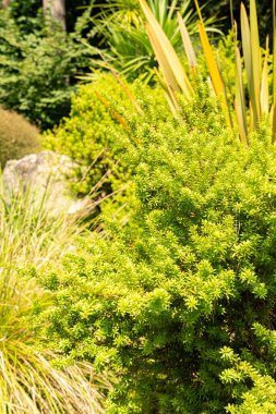 Zürih, İsviçre, 6 Ağustos 2025 Podocarpus Lawrencei veya botanik bahçesindeki dağ eriği çamı bitkisi