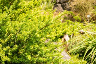 Zürih, İsviçre, 6 Ağustos 2025 Podocarpus Lawrencei veya botanik bahçesindeki dağ eriği çamı bitkisi