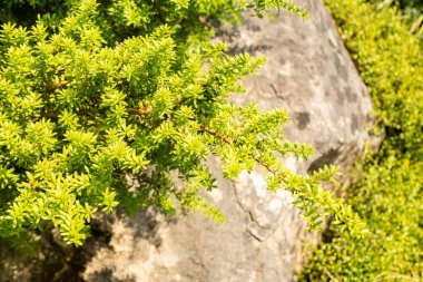 Zürih, İsviçre, 6 Ağustos 2025 Podocarpus Lawrencei veya botanik bahçesindeki dağ eriği çamı bitkisi