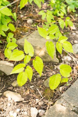 Zürih, İsviçre, 6 Ağustos 2025 Botanik Bahçesindeki Epimedium Grandiflorum bitkisi