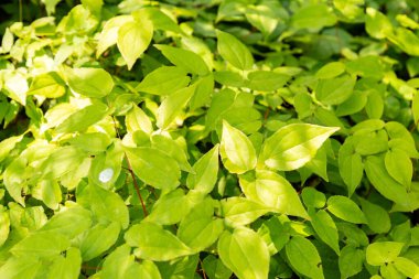 Zürih, İsviçre, 6 Ağustos 2025 Botanik Bahçesindeki Epimedium Grandiflorum bitkisi