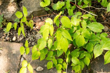 Zürih, İsviçre, 6 Ağustos 2025 Botanik Bahçesindeki Epimedium Grandiflorum bitkisi