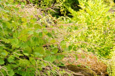 Zürih, İsviçre, 6 Ağustos 2025 Boehmeria Japonica, Botanik Bahçesi