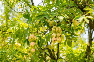 Zürih, İsviçre, 6 Ağustos 2025 Staphylea Colchica veya botanik bahçesindeki Kafkas mesanesi