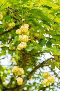 Zürih, İsviçre, 6 Ağustos 2025 Staphylea Colchica veya botanik bahçesindeki Kafkas mesanesi