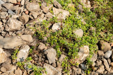 Zürih, İsviçre, 6 Ağustos 2025 Thymus Serpyllum veya botanik bahçesindeki kekik bitkisi