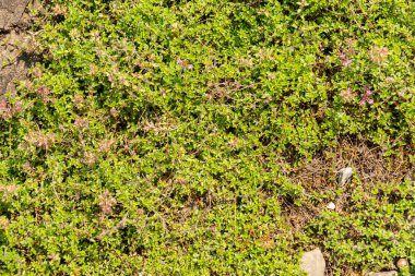 Zürih, İsviçre, 6 Ağustos 2025 Thymus Serpyllum veya botanik bahçesindeki kekik bitkisi