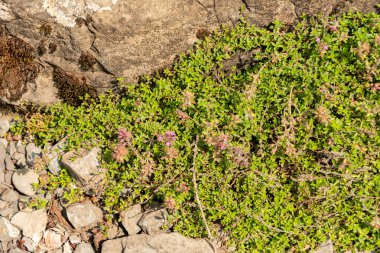 Zürih, İsviçre, 6 Ağustos 2025 Thymus Serpyllum veya botanik bahçesindeki kekik bitkisi