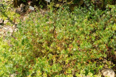 Zürih, İsviçre, 6 Ağustos 2025 Geranium Sanguineum veya botanik bahçesindeki kanlı sardunya bitkisi