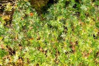 Zürih, İsviçre, 6 Ağustos 2025 Geranium Sanguineum veya botanik bahçesindeki kanlı sardunya bitkisi