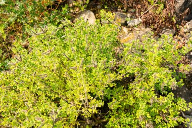 Zürih, İsviçre, 6 Ağustos 2025 Cytisus Supinus bitkisi botanik bahçesinde.