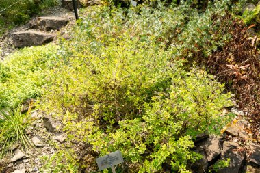 Zürih, İsviçre, 6 Ağustos 2025 Cytisus Supinus bitkisi botanik bahçesinde.