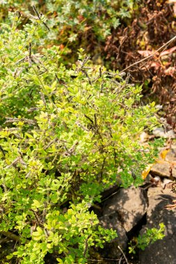 Zürih, İsviçre, 6 Ağustos 2025 Cytisus Supinus bitkisi botanik bahçesinde.