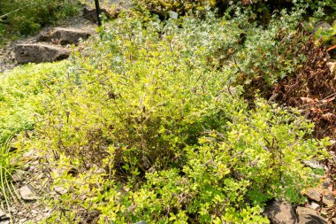 Zürih, İsviçre, 6 Ağustos 2025 Cytisus Supinus bitkisi botanik bahçesinde.