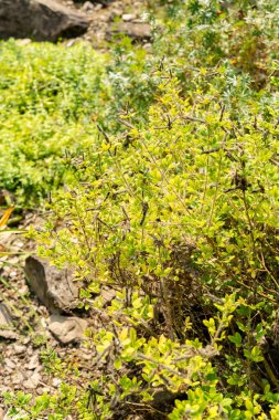 Zürih, İsviçre, 6 Ağustos 2025 Cytisus Supinus bitkisi botanik bahçesinde.