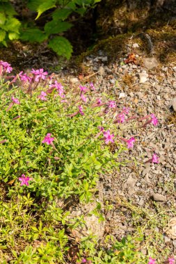 Zürih, İsviçre, 6 Ağustos 2025 Silene Schafya da botanik bahçesindeki Kafkas kampı