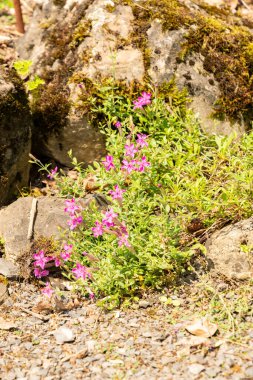 Zürih, İsviçre, 6 Ağustos 2025 Silene Schafya da botanik bahçesindeki Kafkas kampı