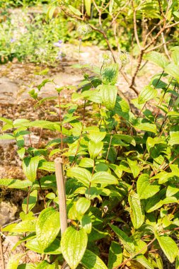 Zürih, İsviçre, 6 Ağustos 2025 Clematis Integrifolia bitkisi botanik bahçesinde
