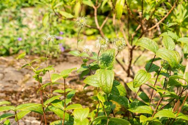 Zürih, İsviçre, 6 Ağustos 2025 Clematis Integrifolia bitkisi botanik bahçesinde