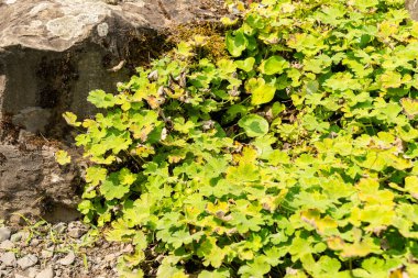 Zürih, İsviçre, 6 Ağustos 2025 Geranium Renardii bitkisi botanik bahçesinde.