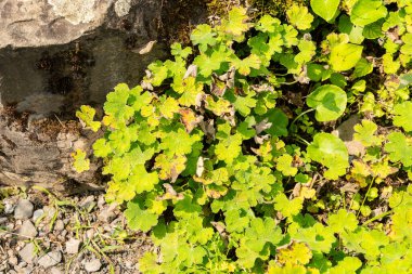 Zürih, İsviçre, 6 Ağustos 2025 Geranium Renardii bitkisi botanik bahçesinde.