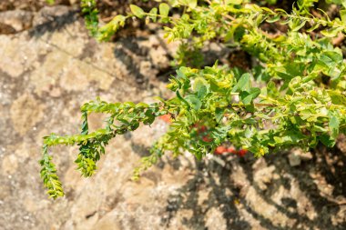 Zürih, İsviçre, 6 Ağustos 2025 Botanik Bahçesindeki Cerinthe Minör Fabrikası