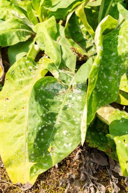 Zürih, İsviçre, 6 Ağustos 2025 Pulmonaria Mollis bitkisi botanik bahçesinde.