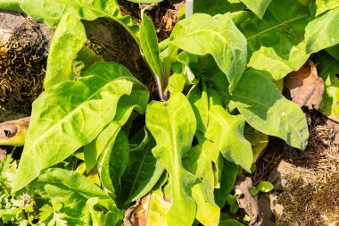 Zürih, İsviçre, 6 Ağustos 2025 Pulmonaria Mollis bitkisi botanik bahçesinde.