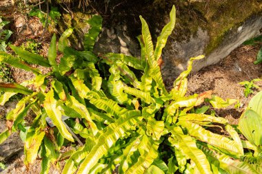 Zürih, İsviçre, 6 Ağustos 2025 Asplenium Scolopendrium veya botanik bahçesindeki dil eğreltiotu bitkisi