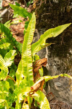 Zürih, İsviçre, 6 Ağustos 2025 Asplenium Scolopendrium veya botanik bahçesindeki dil eğreltiotu bitkisi